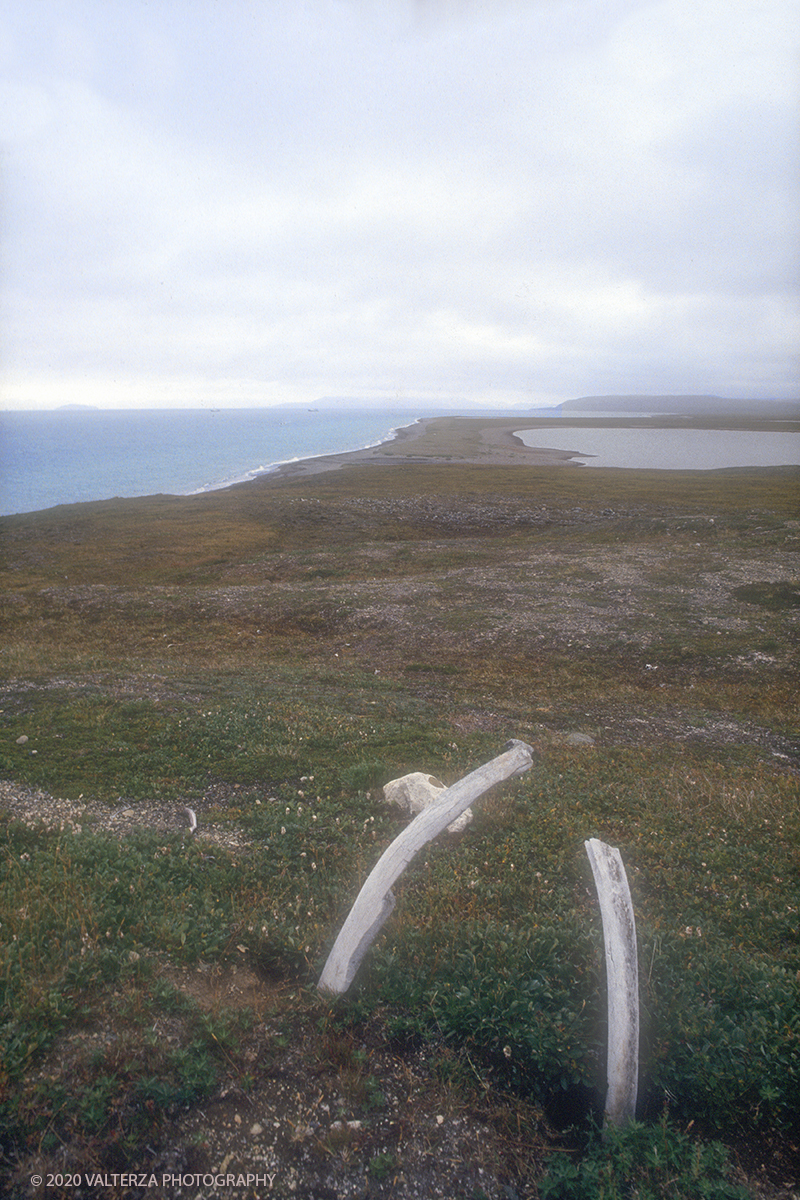 43 SIBERIA.jpg - Luglio/Agosto 1992. Siberia, terra dei Chukchi. Nell'oceano artico  125 Km a nord-est della penisola dei Chukchi (Siberia) c'Ã¨ l'isola di Wrangel, essa ospita piÃ¹ del doppio di specie vegetali (417) di qualsiasi territorio artico a paritÃ  di superficie nonchÃ¨ 30 specie diverse di uccelli oltre ad orsi polari, foche e trichechi ; per questo motivo   Ã¨ stata proclamata patrimonio dell'umanitÃ  dall'UNESCO. Nella foto il parco naturale dell'isola di Arakamchechen